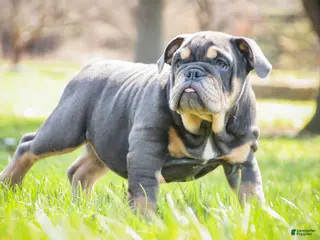English Bulldog dogs for sale: Xena - Ad 2