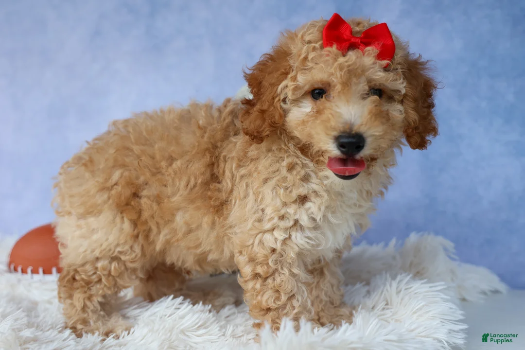 Miniature Poodle dogs for sale: WAYLON - Ad 2