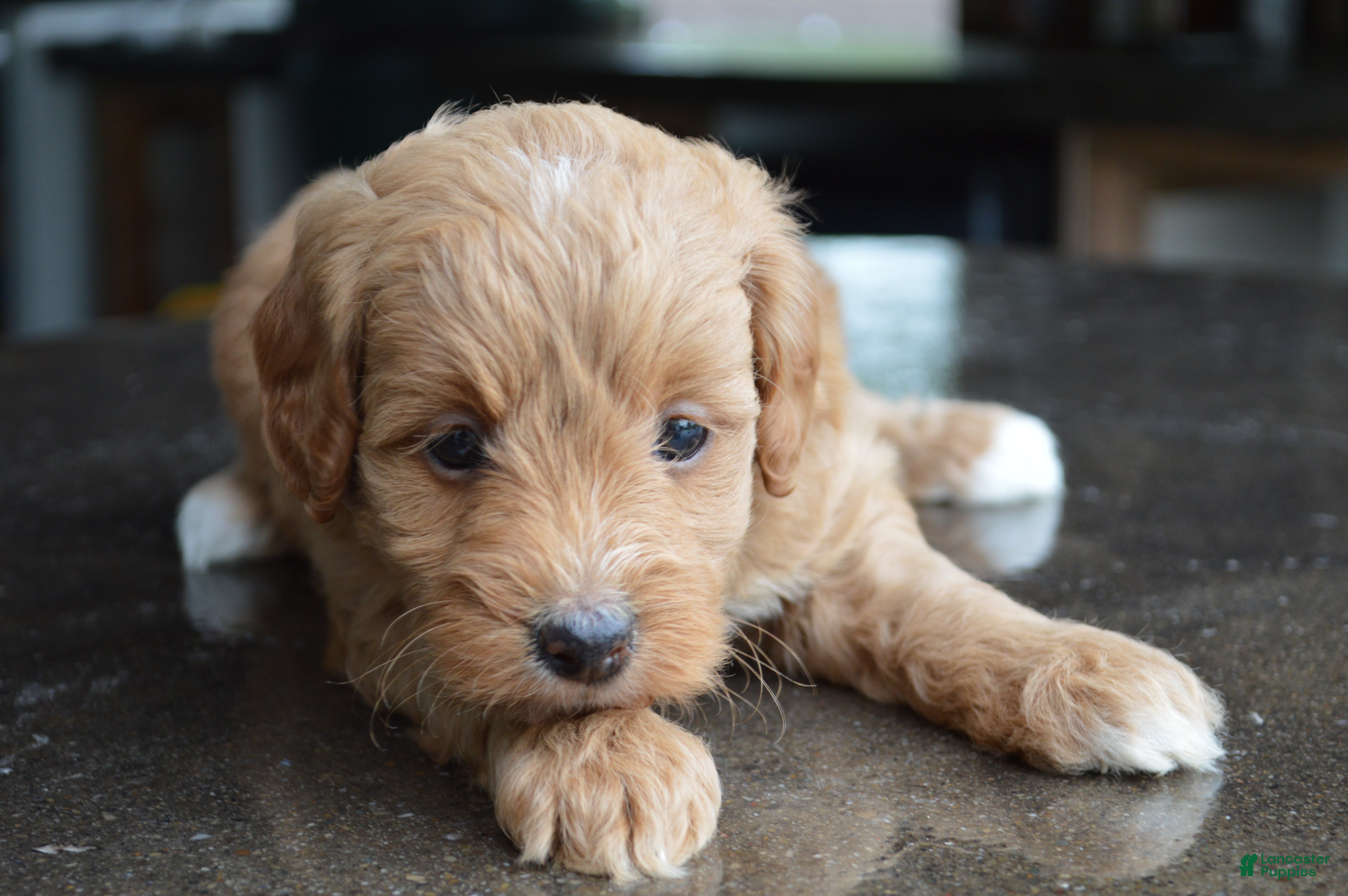Mini Goldendoodle dogs Alita - Ad 1