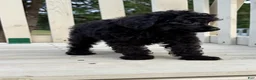 Toy Poodle dogs for sale: Winnie - Ad 9