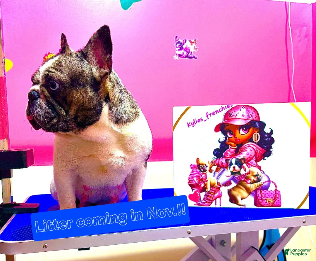 French Bulldog dogs for sale: French Bulldog Puppy 1 - Ad 3