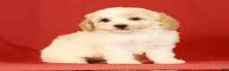 Miniature Poodle dogs for sale: Cindy - Ad 3