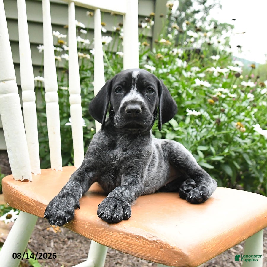 German Shorthaired Pointer dogs Rosie - Ad 2