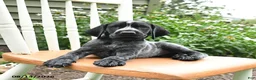 German Shorthaired Pointer dogs for sale: Rosie - Ad 2