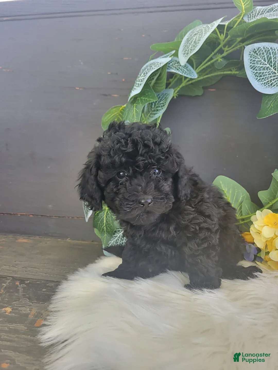 Bichpoo dogs for sale: Mr Jack - Ad 4