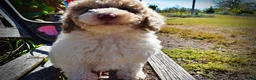 Havapoo dogs for sale: Noodles - Ad 5