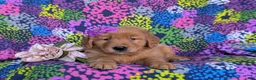 Golden Retriever dogs for sale: Maddie - Ad 5