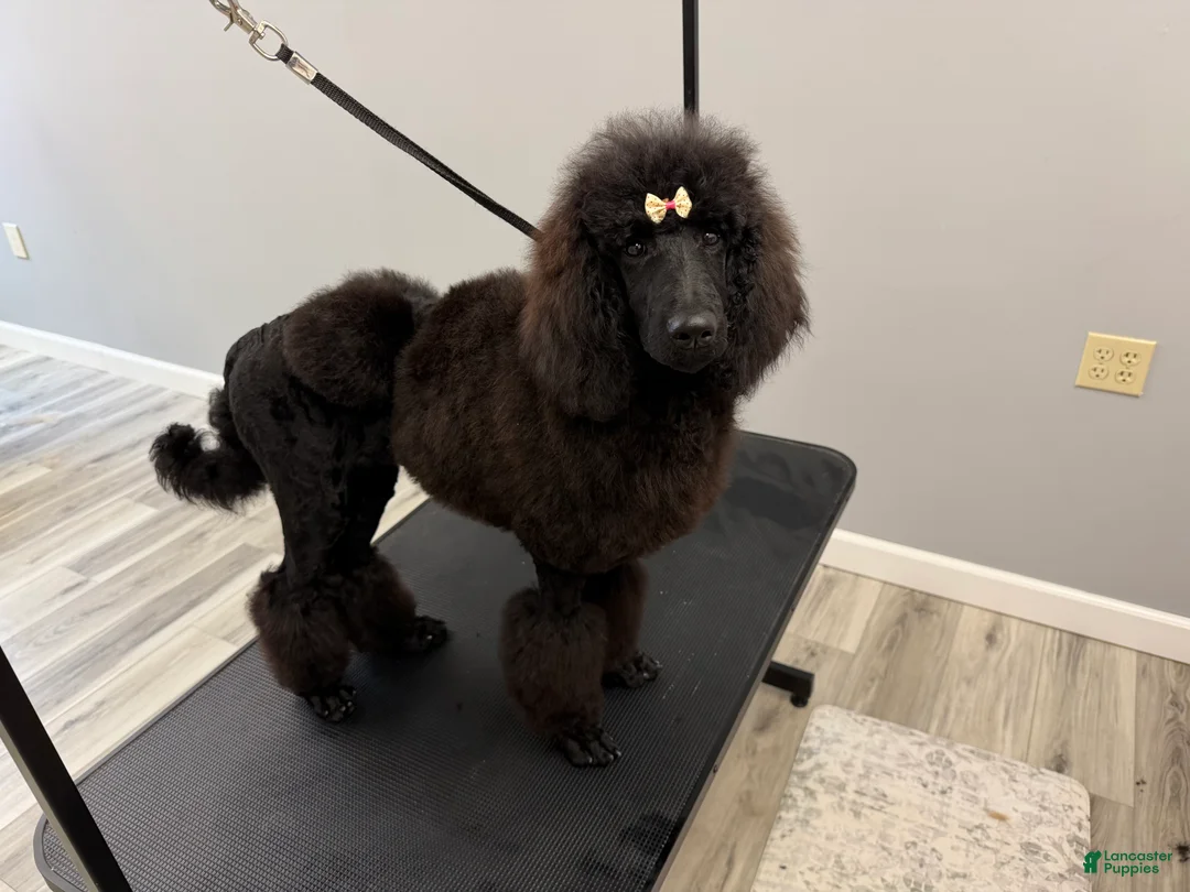 Standard Poodle dogs for sale: Mia  - Ad 2