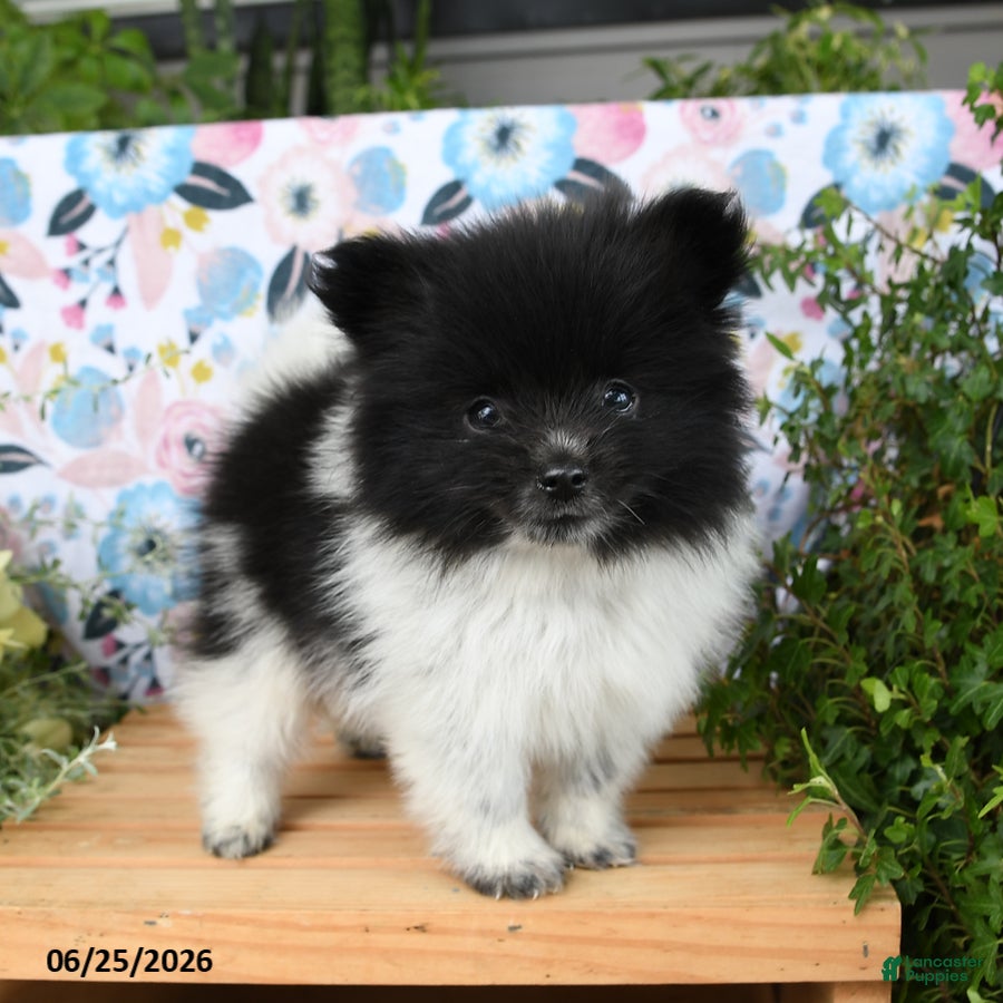 Pomeranian dogs Cheesy - Ad 1