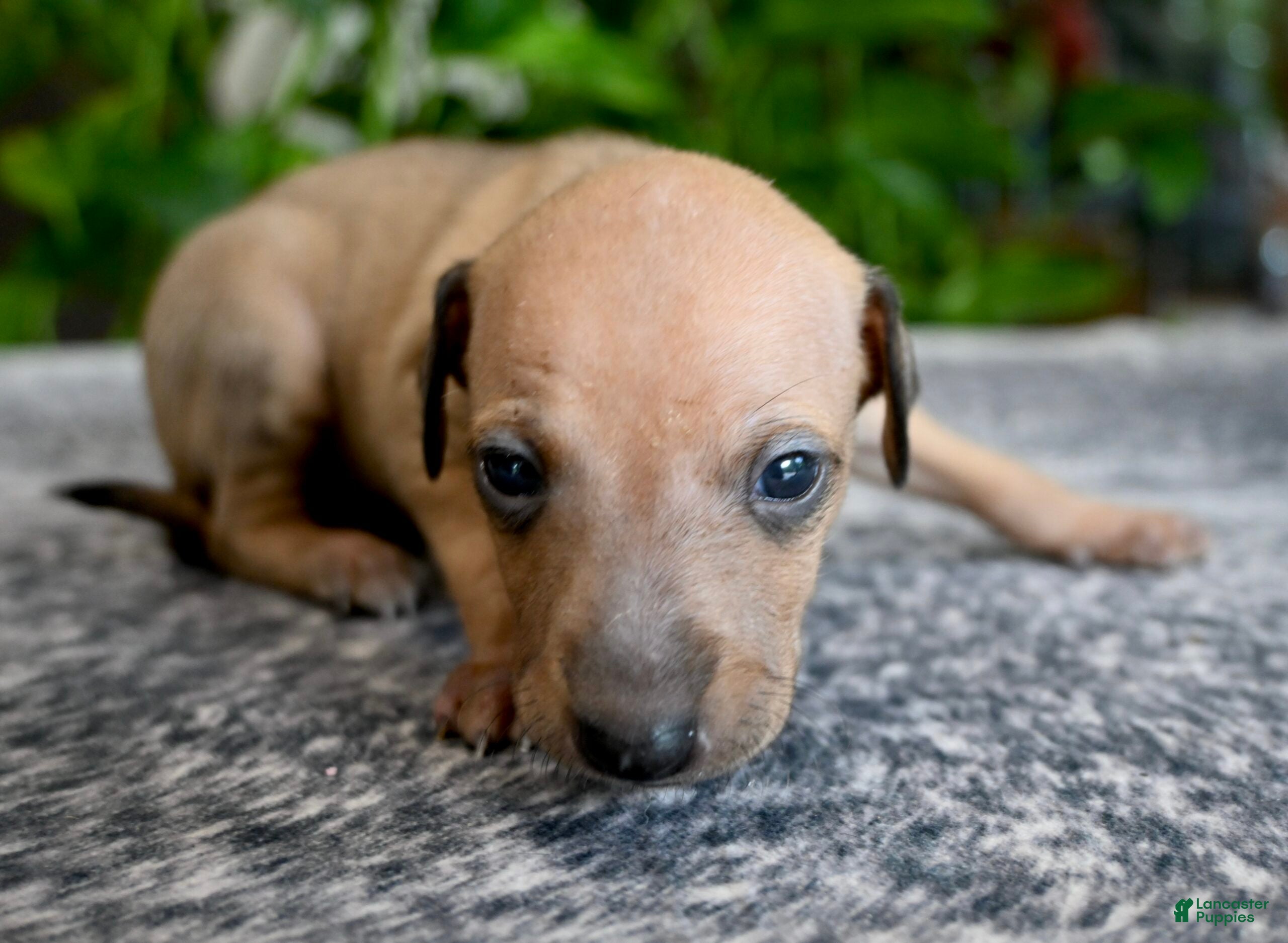 Italian Greyhound dogs Sandi - Ad 2