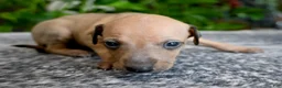 Italian Greyhound dogs for sale: Sandi - Ad 2