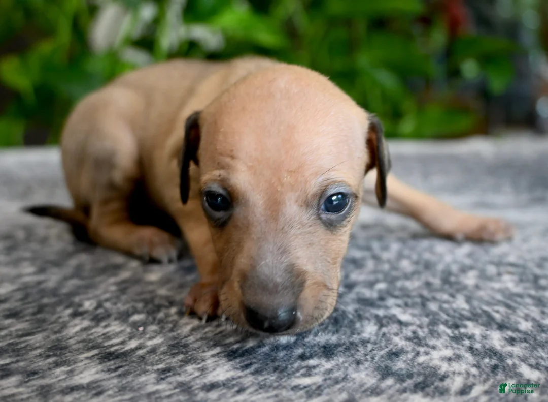 Italian Greyhound dogs for sale: Sandi - Ad 2