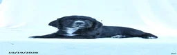 English Cocker Spaniel dogs for sale: Marley - Ad 4