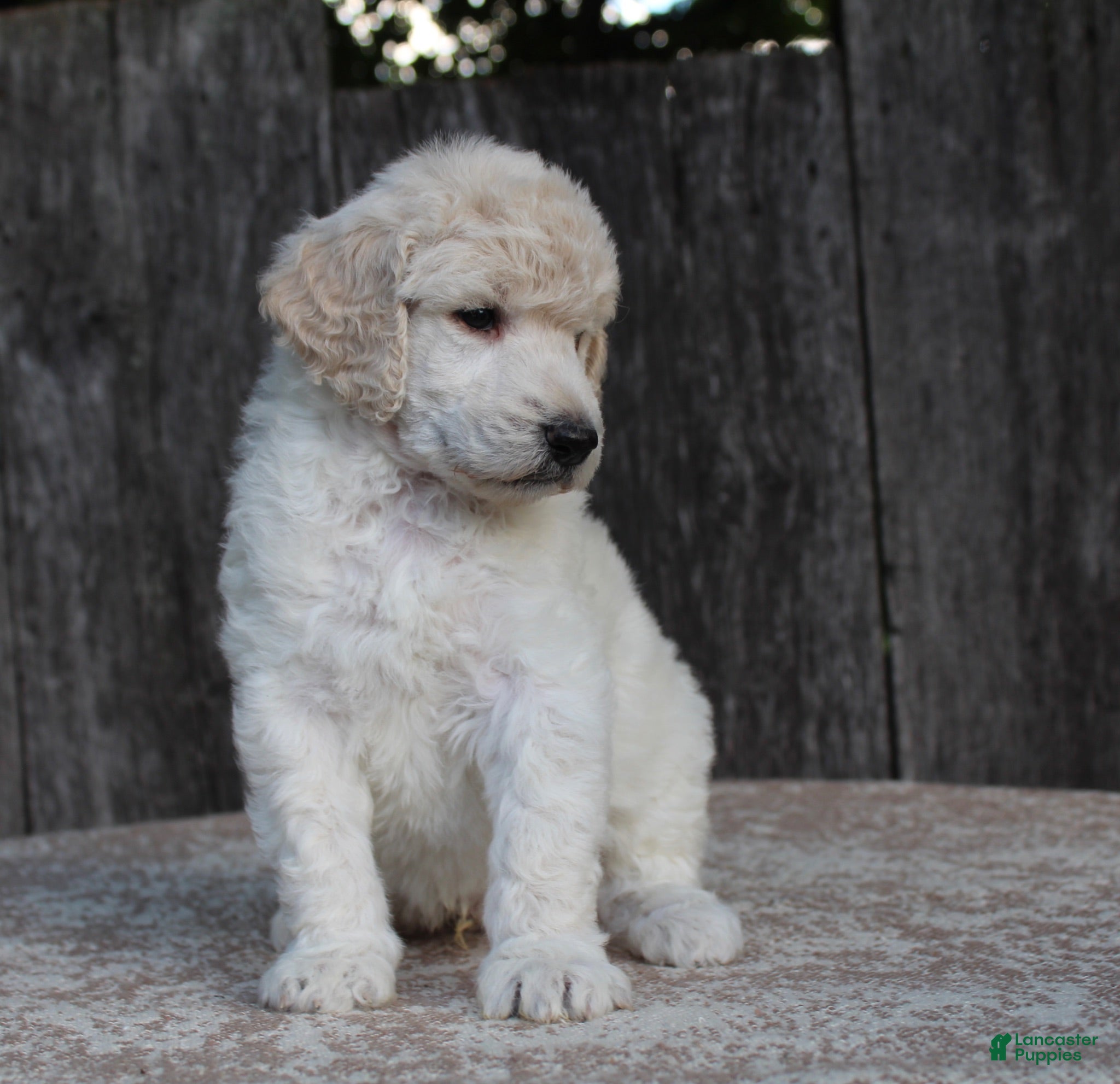 Standard Poodle dogs River AKC Standard Poodle  - Ad 2