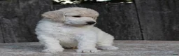 Standard Poodle dogs for sale: River AKC Standard Poodle  - Ad 20
