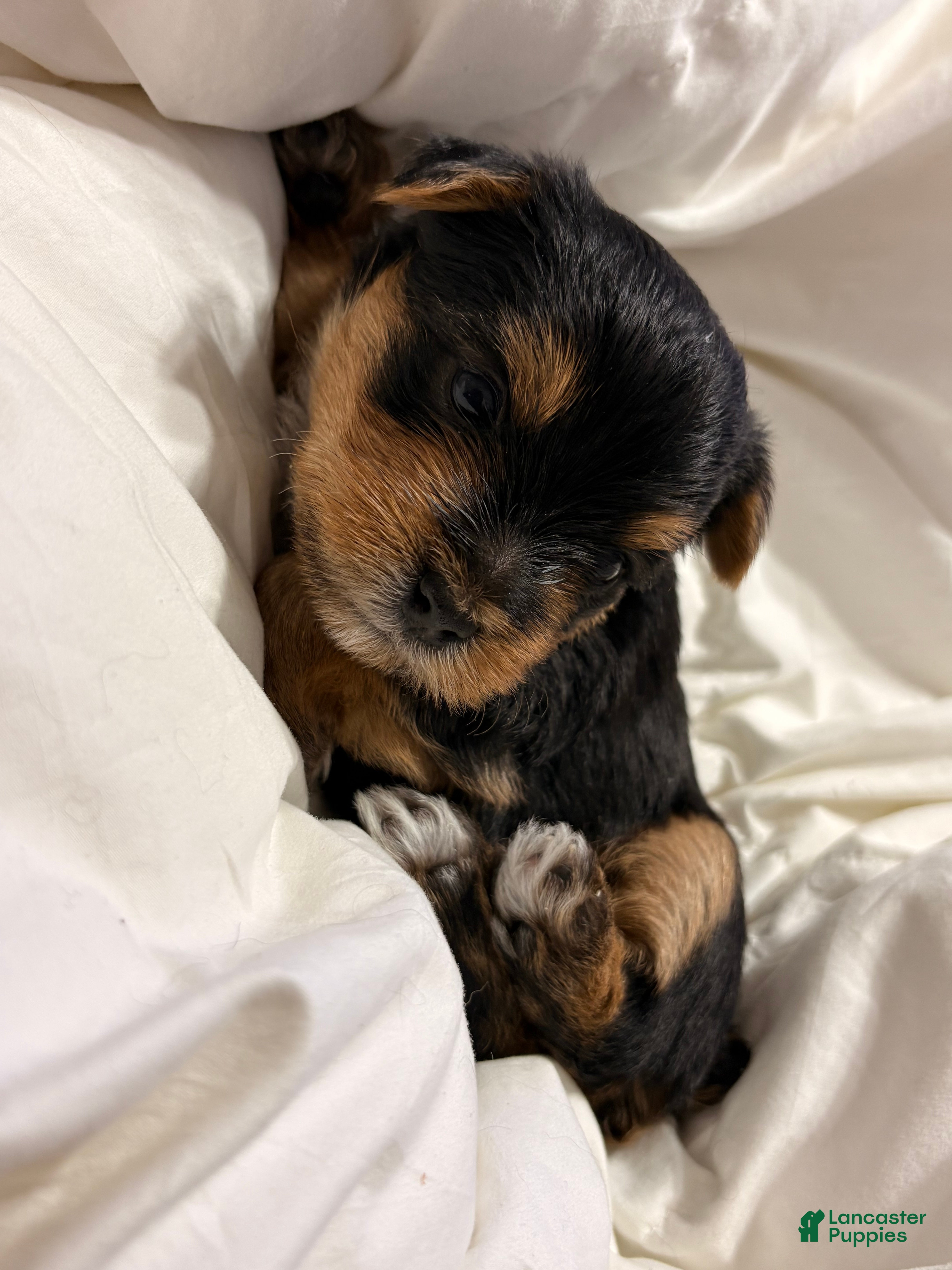 Yorkshire Terrier dogs Marko - Ad 36