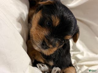 Yorkshire Terrier dogs Marko - Ad 20