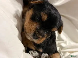 Yorkshire Terrier dogs Marko - Ad 6