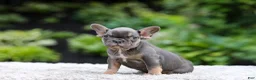 French Bulldog dogs for sale: Elsa - Ad 7