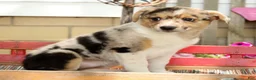 Australian Shepherd dogs for sale: Twilight - Ad 4