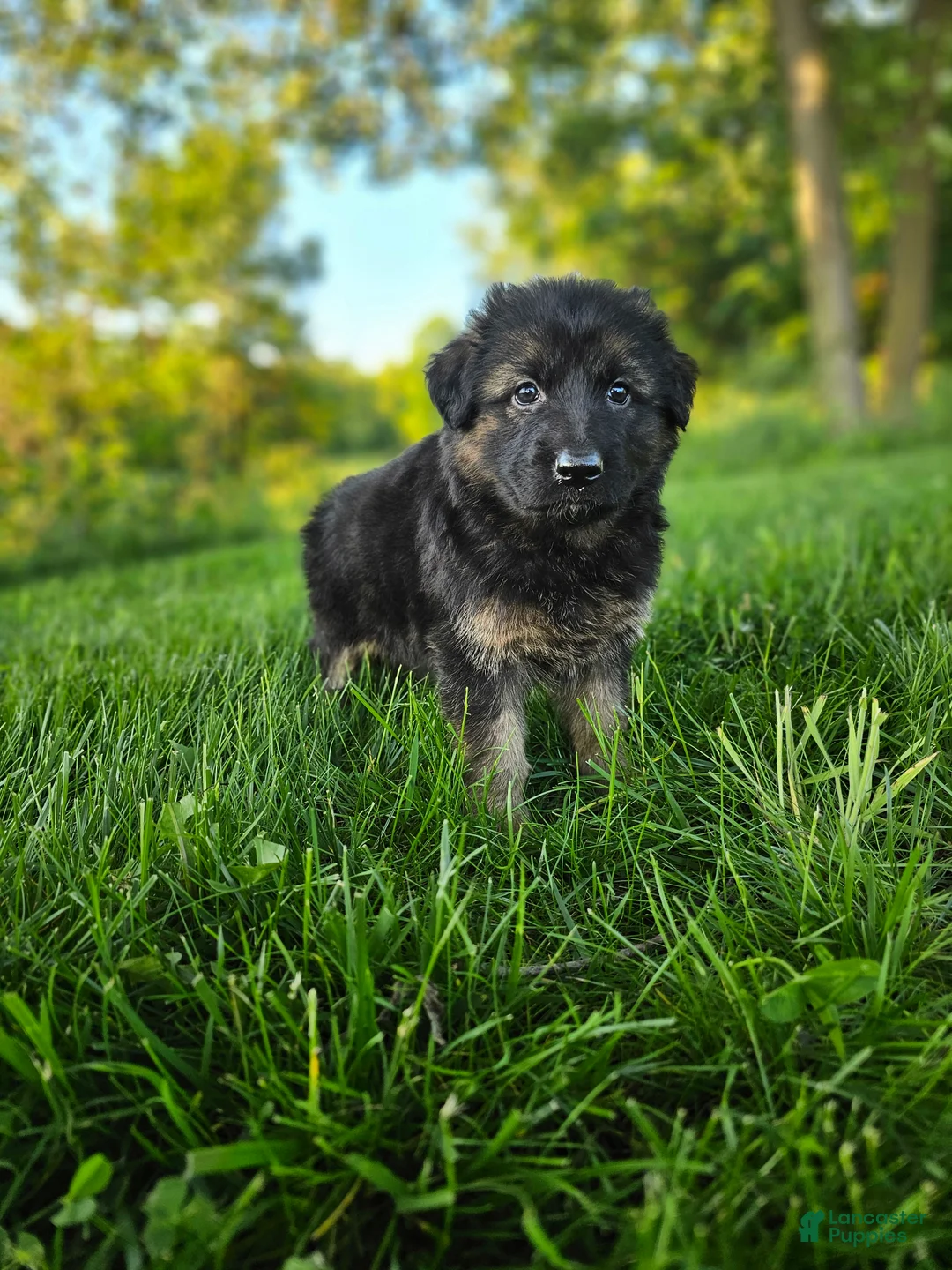 German Shepherd dogs for sale: Sosha  - Ad 2