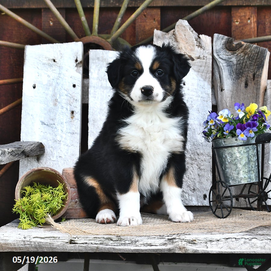 Australian Shepherd dogs Allie - Ad 2