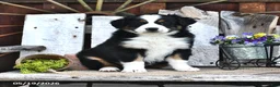 Australian Shepherd dogs for sale: Allie - Ad 2