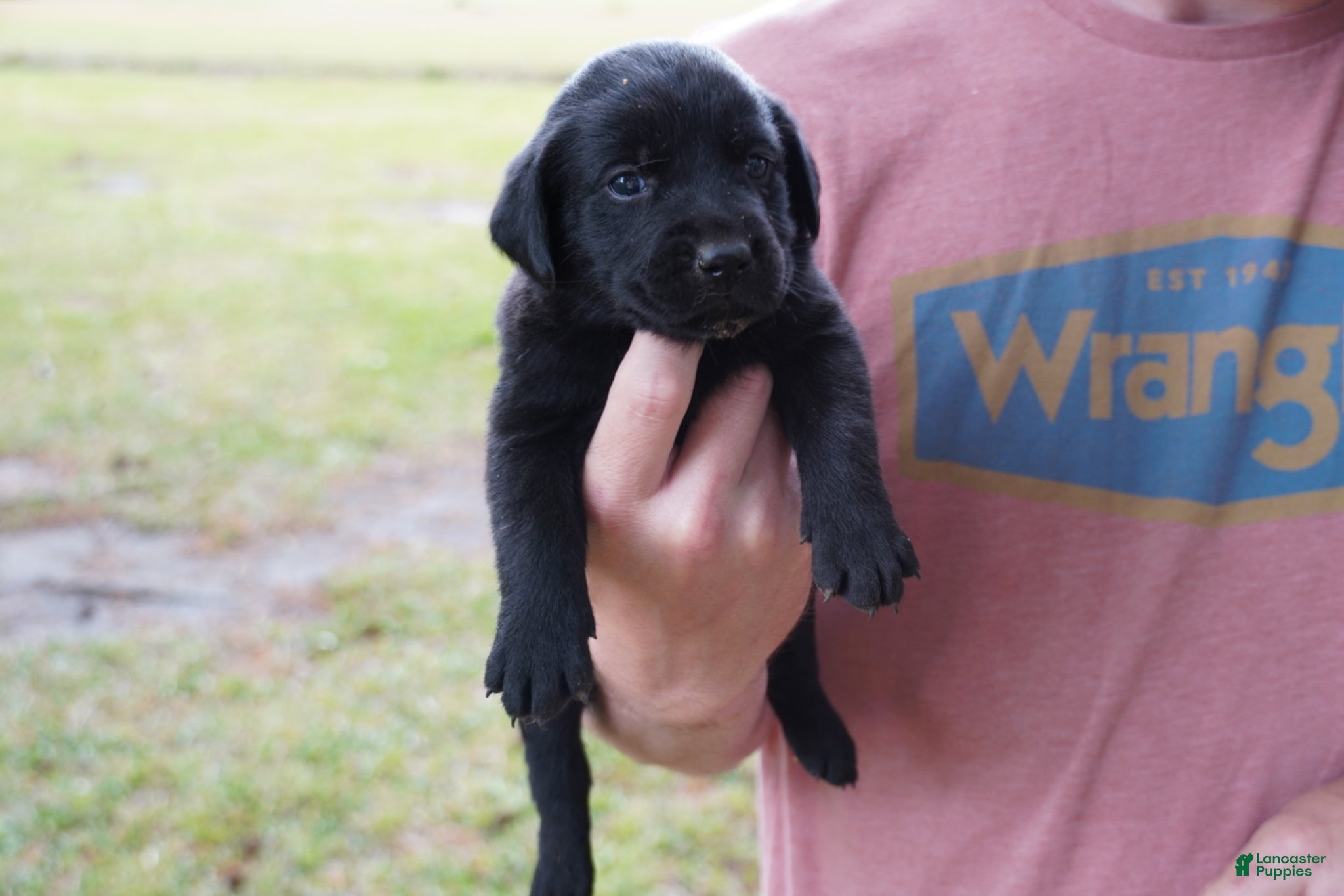 Labrador Retriever dogs Labrador Retriever Puppy 4 - Ad 27