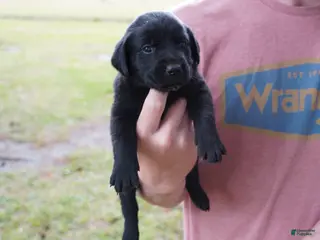 Labrador Retriever dogs Labrador Retriever Puppy 4 - Ad 27