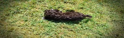 Havapoo dogs for sale: Jasper-LABOR DAY SALE-TAKE $100 OFF!!! - Ad 8