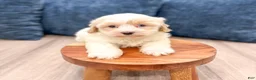 Havanese dogs for sale: Hailey - Ad 3