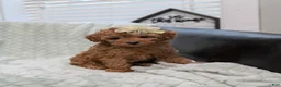 Toy Poodle dogs for sale: June - Ad 9