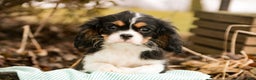 Cavalier King Charles Spaniel dogs for sale: Charlie - Ad 2