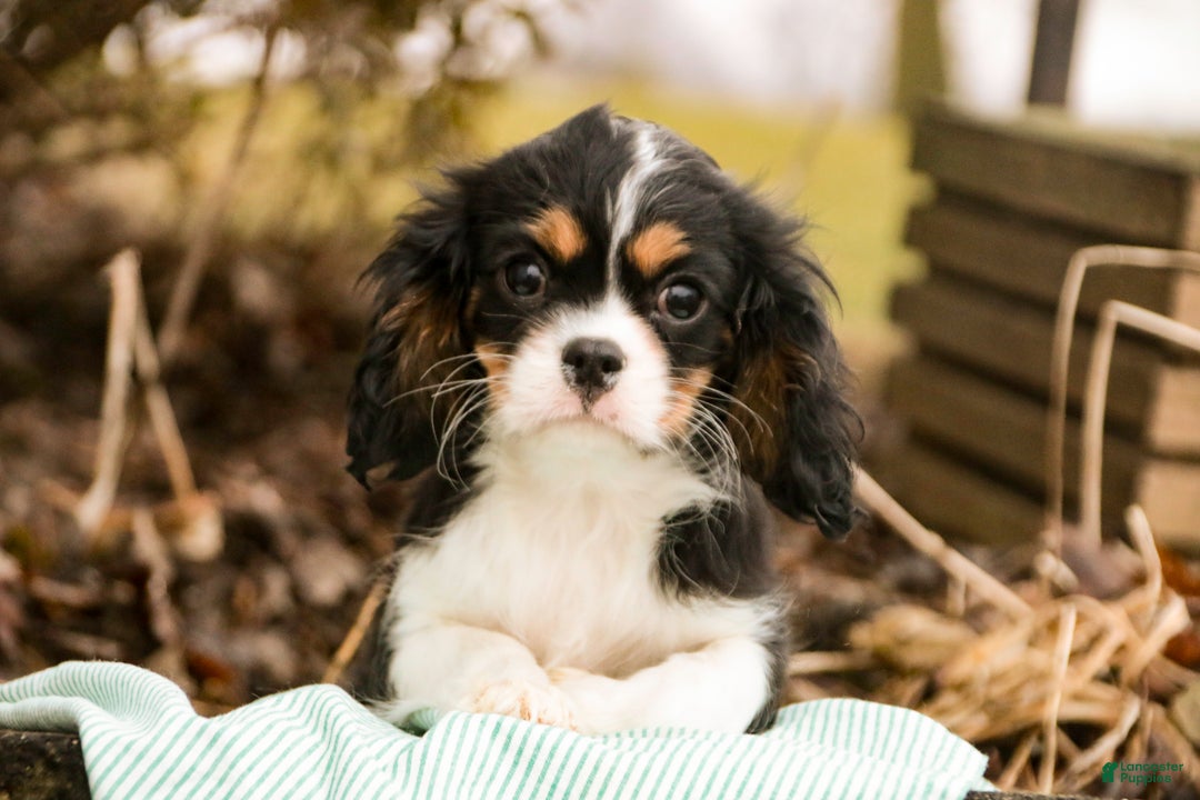 Cavalier King Charles Spaniel dogs for sale: Charlie - Ad 2