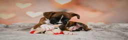 Boxer dogs for sale: Alex - Ad 3