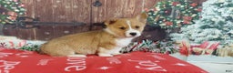 Welsh Corgi Pembroke dogs for sale: Welsh Corgi Pembroke Puppy 1 - Ad 6