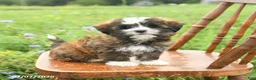Mixed Breed dogs for sale: Lola - Ad 2