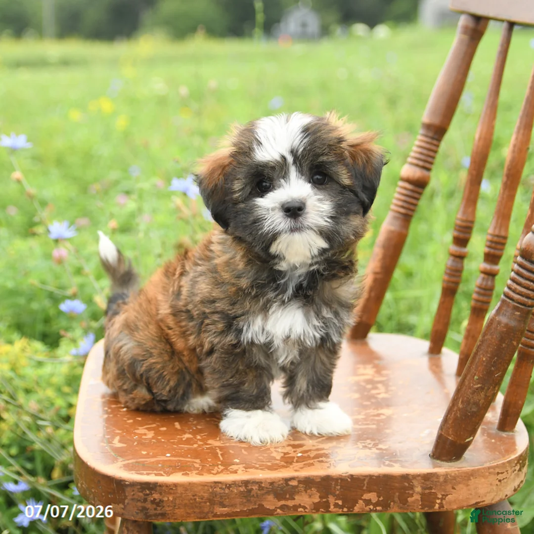 Mixed Breed dogs for sale: Lola - Ad 2