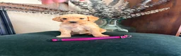 Goldendoodle dogs for sale:  Willow - Ad 1
