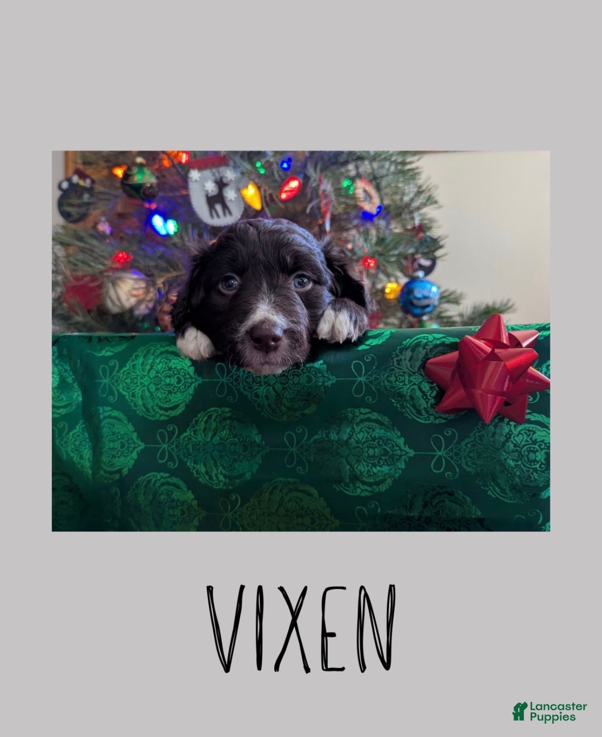 Mixed Breed dogs Vixen - Ad 25