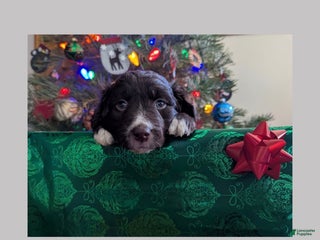 Mixed Breed dogs Vixen - Ad 24