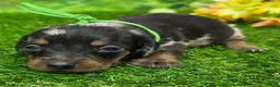 Dachshund dogs for sale: Jack - Ad 4