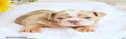 English Bulldog dogs for sale: Trixie - Ad 3