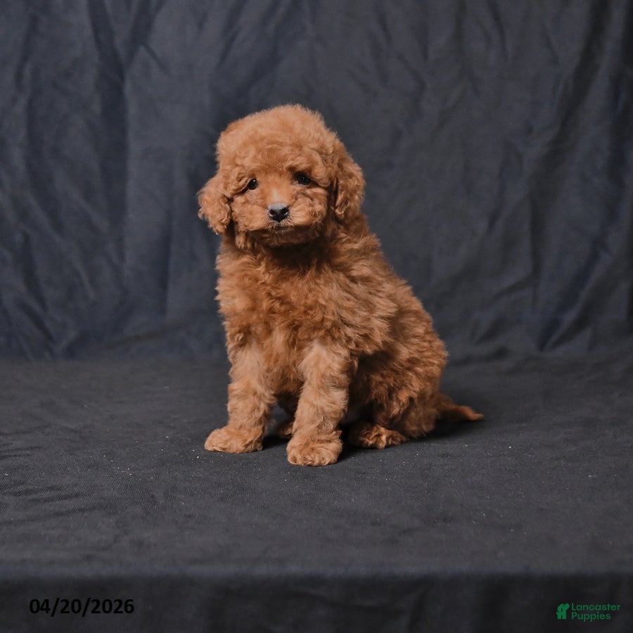 Toy Poodle dogs Zane - Ad 1