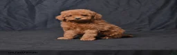 Toy Poodle dogs for sale: Zane - Ad 1