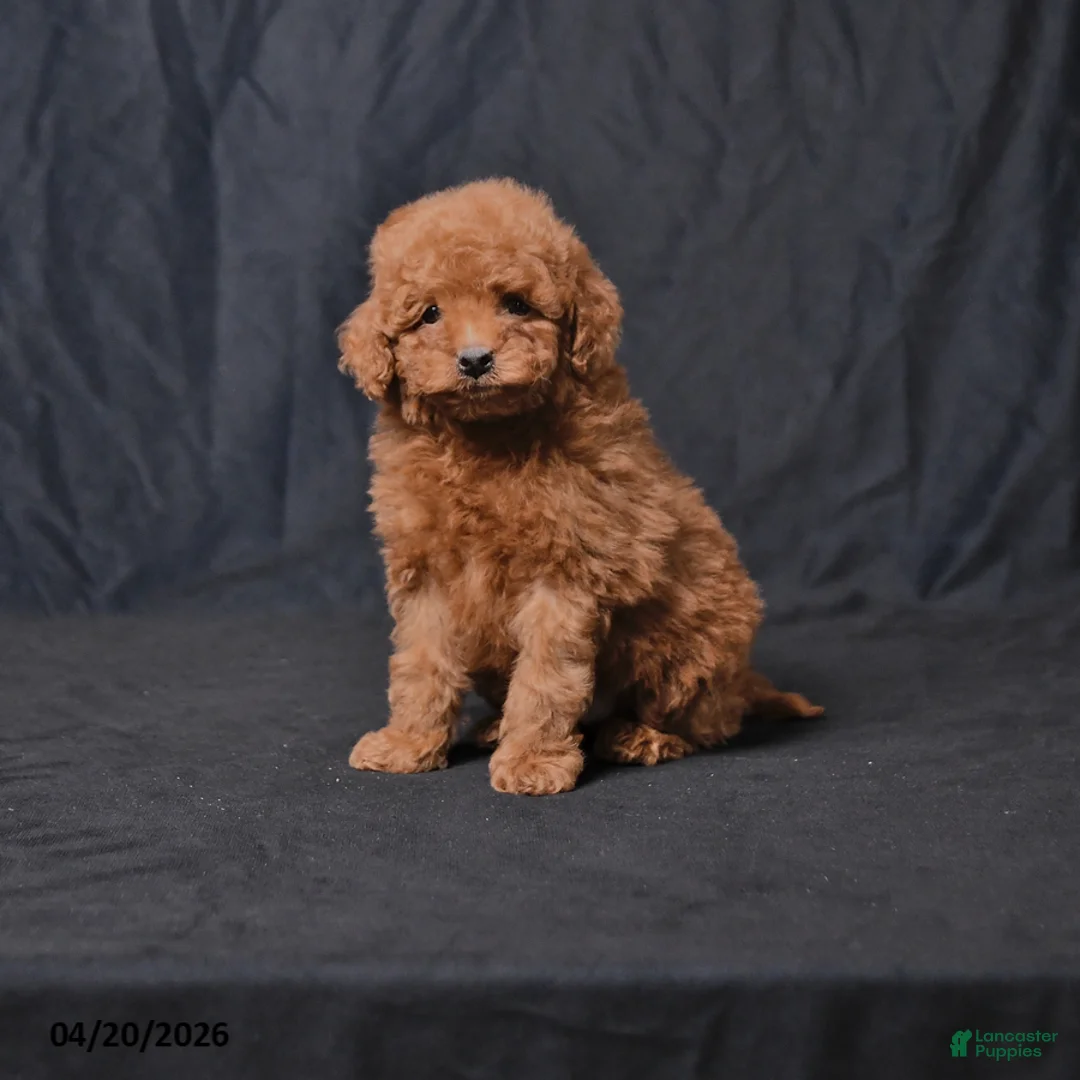 Toy Poodle dogs for sale: Zane - Ad 1