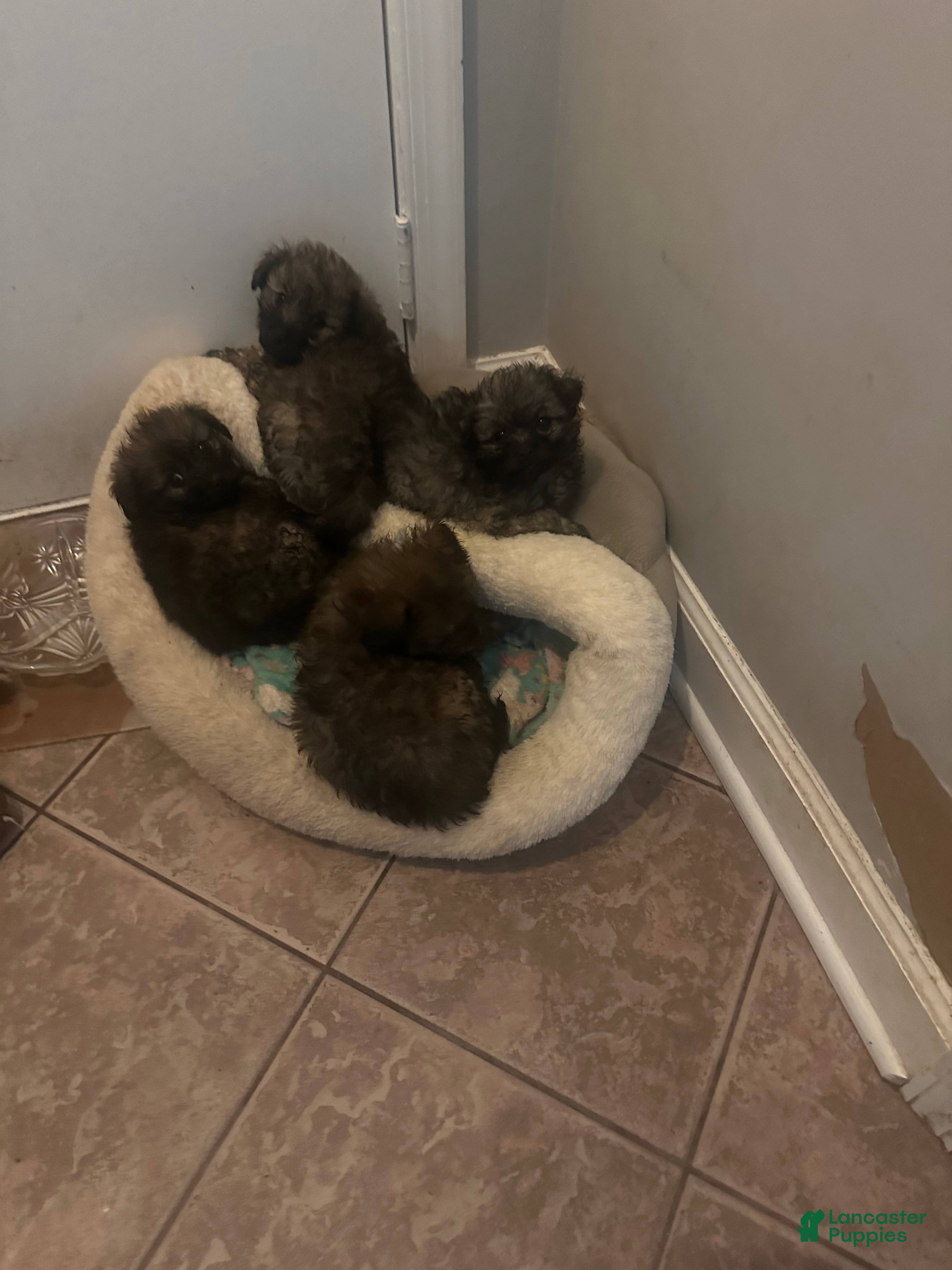 Pomapoo dogs Pomapoo Puppy 4 - Ad 20