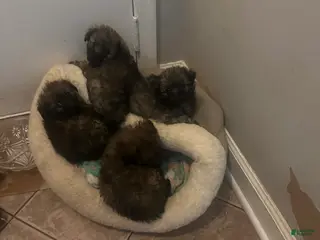 Pomapoo dogs Pomapoo Puppy 4 - Ad 20