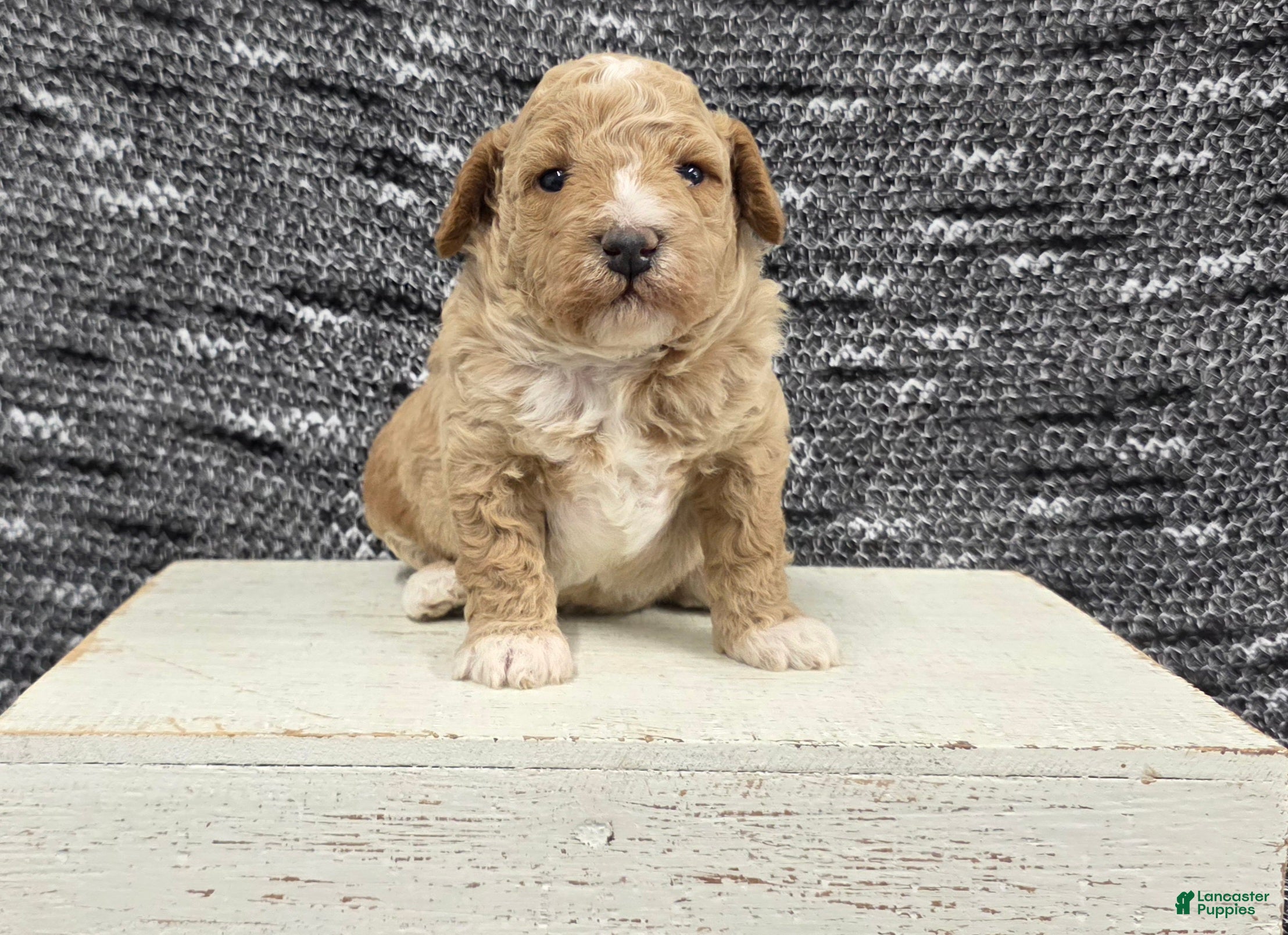 Miniature Poodle dogs Teddy  - Ad 2