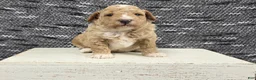 Miniature Poodle dogs for sale: Teddy  - Ad 2